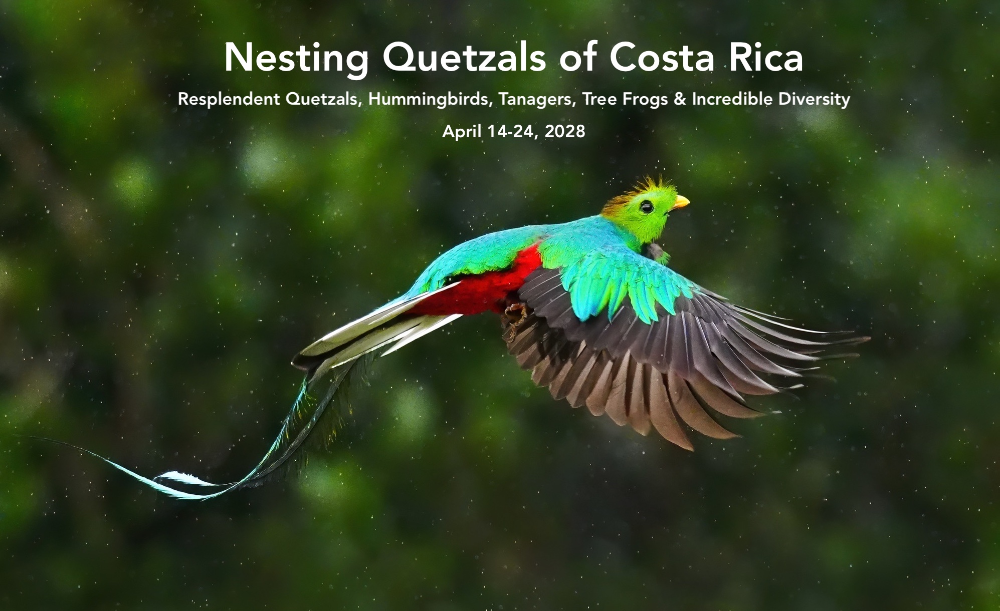 nesting quetzals photo workshop, Costa Rica