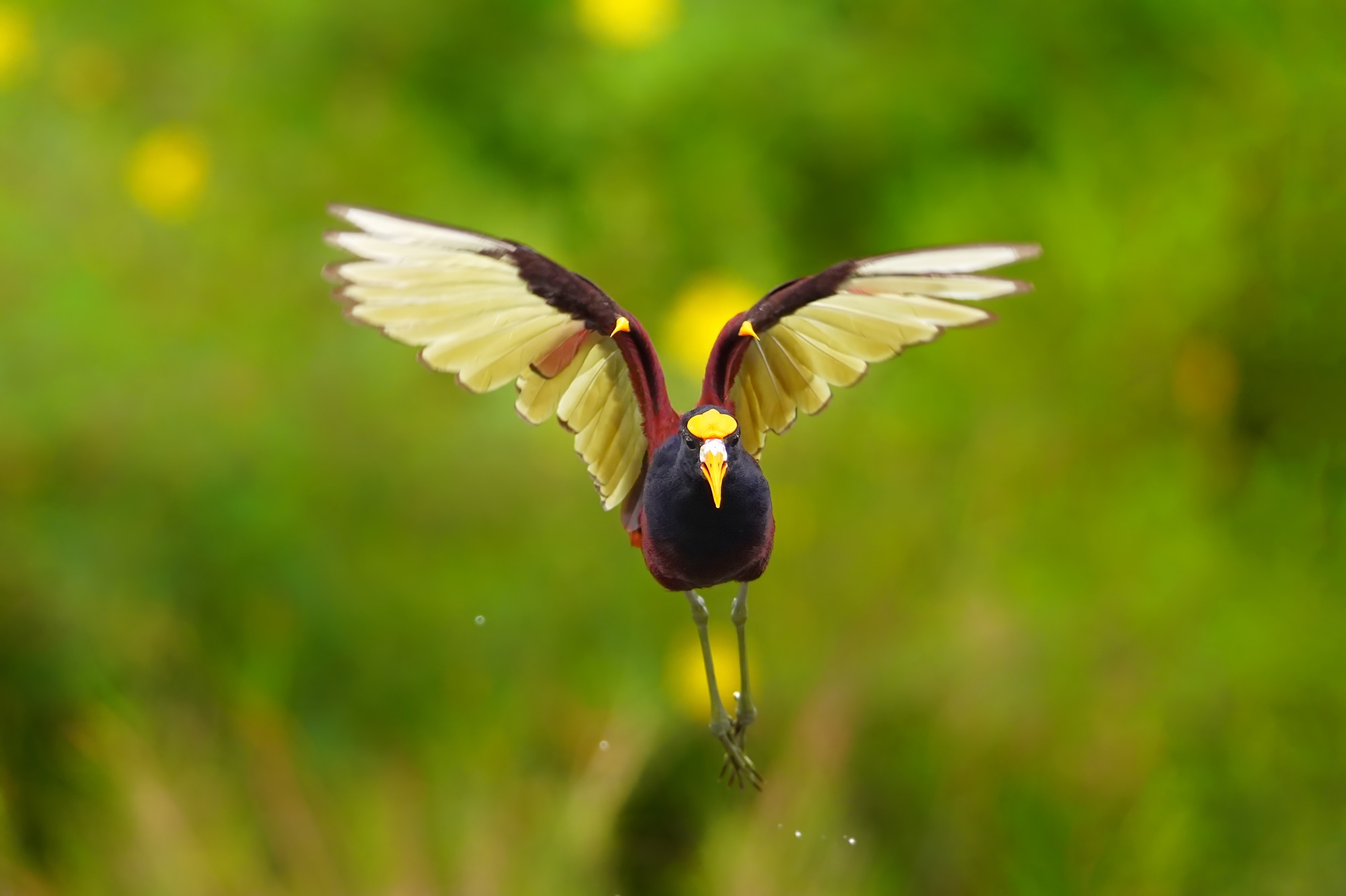 Birds and wildlife of Belize photo tour