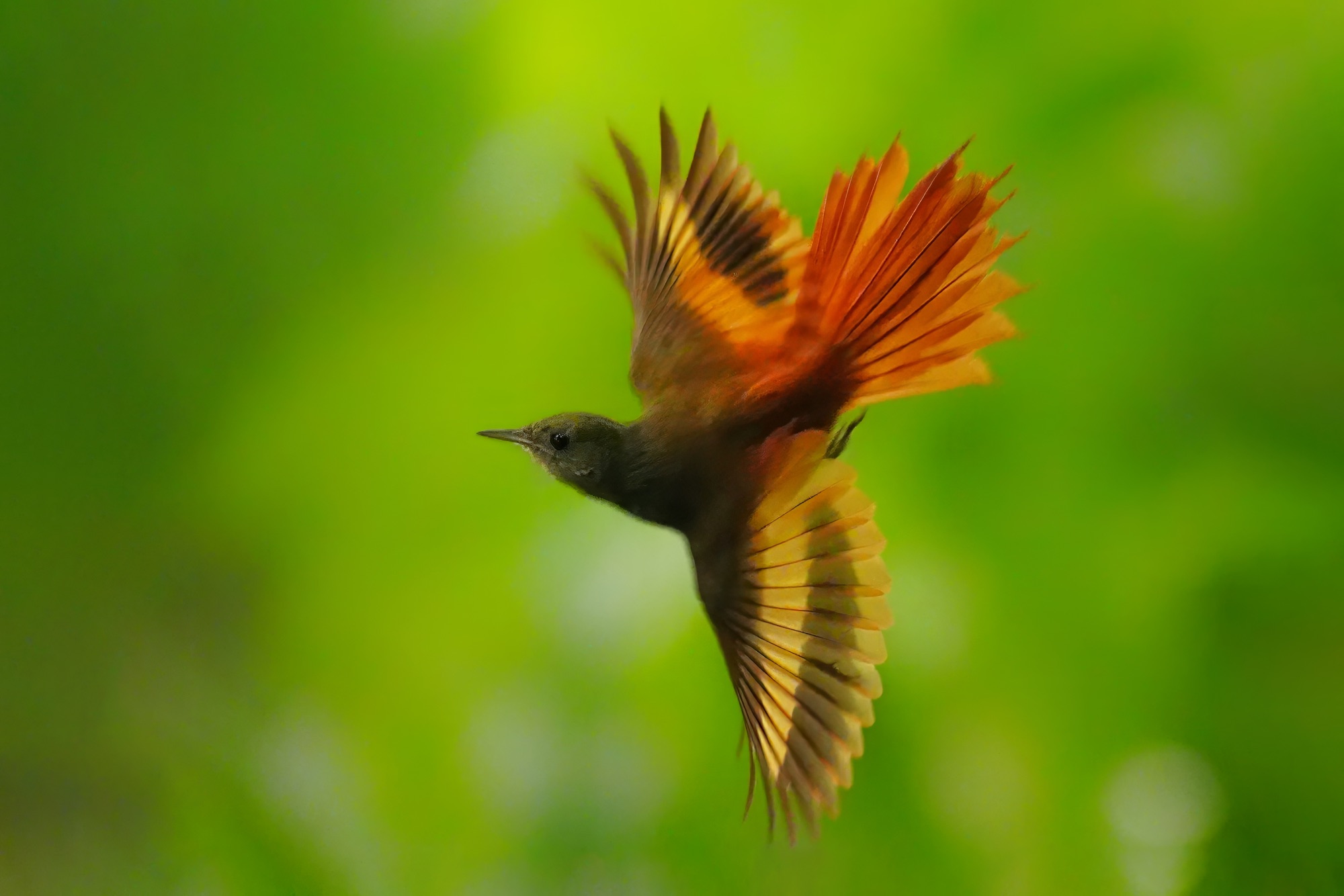Birds and wildlife of Belize photo tour