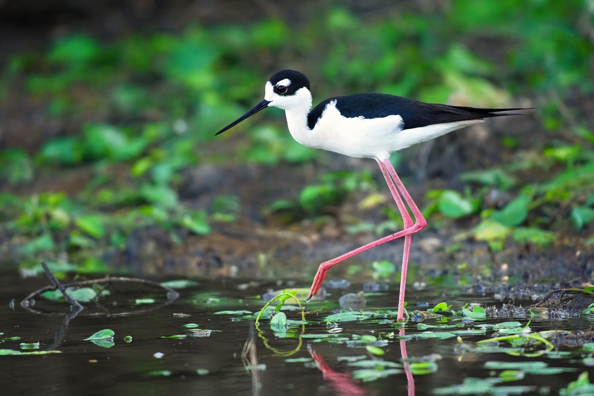 Birds and wildlife of Belize photo tour