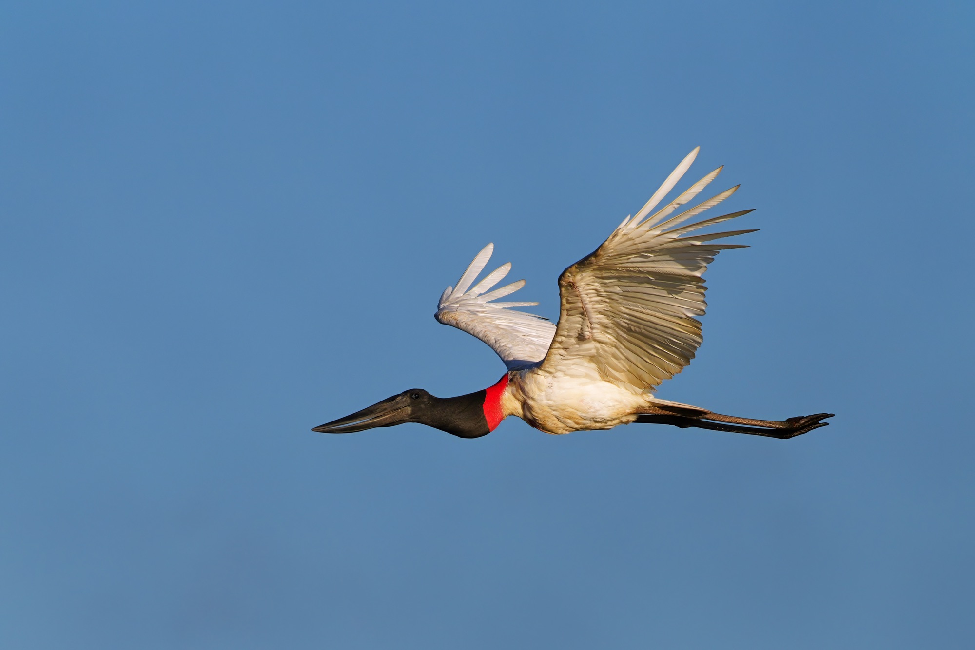Birds and wildlife of Belize photo tour