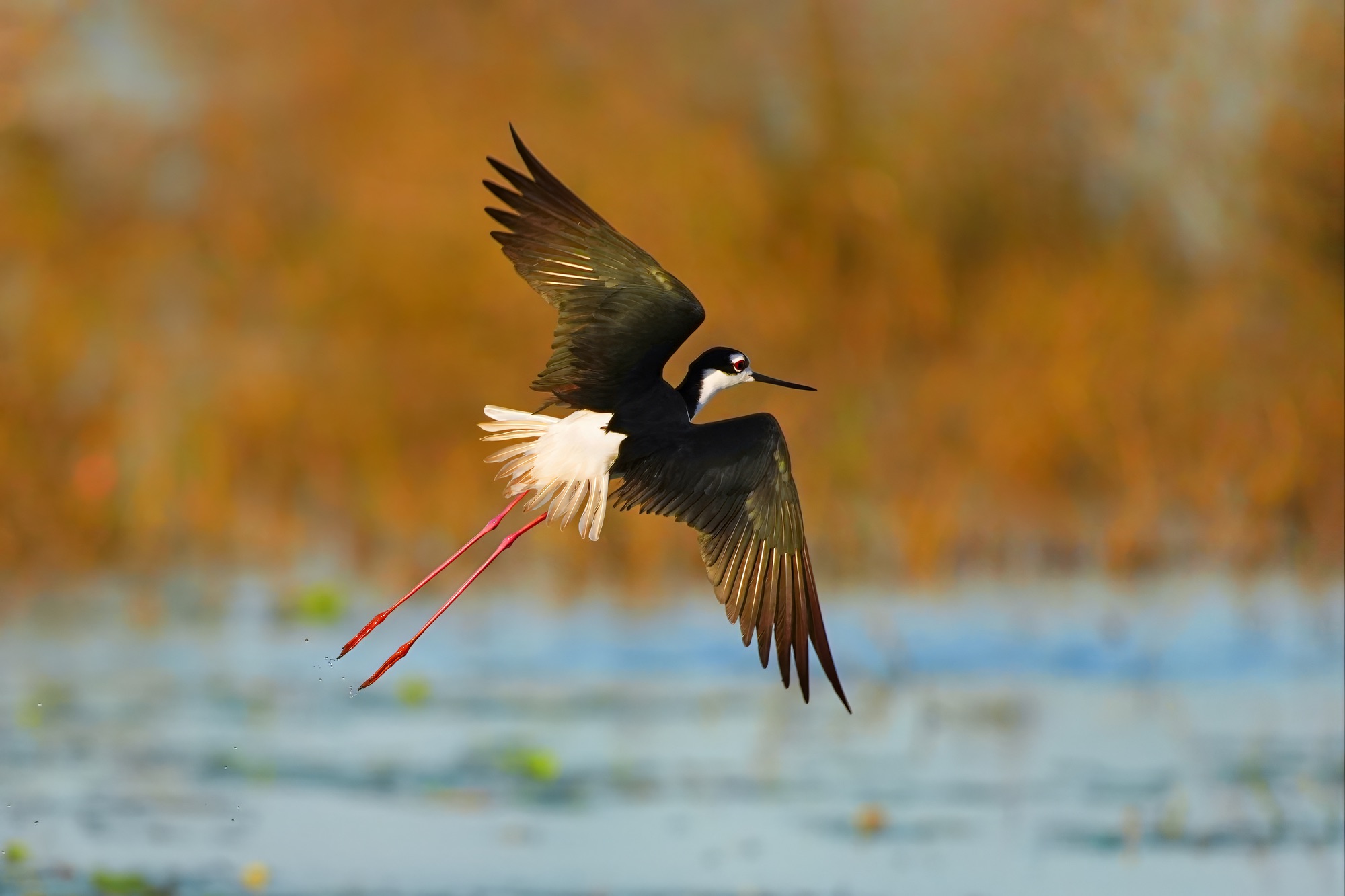 birds of belize photography tour