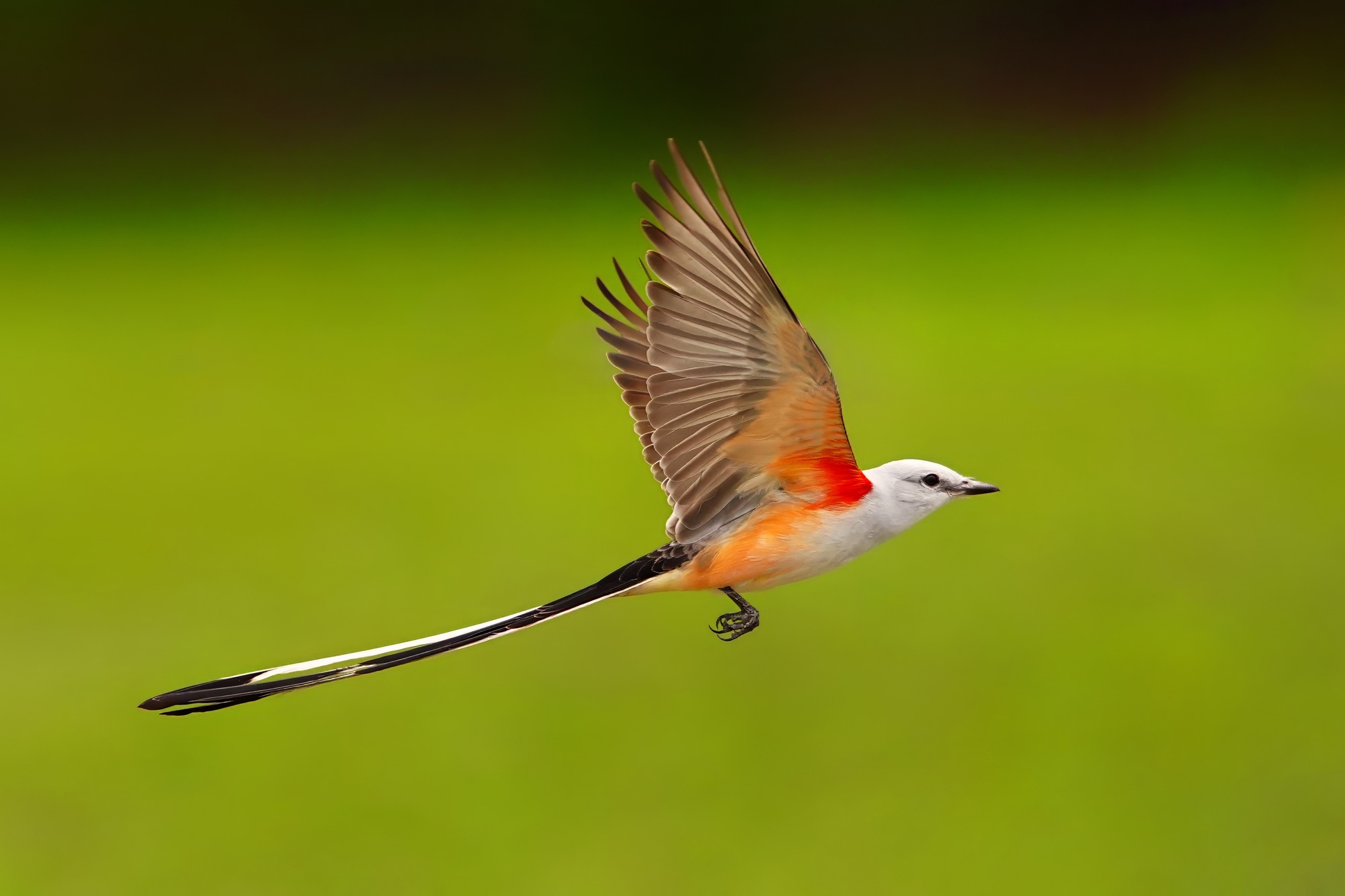 birds of belize photography tour