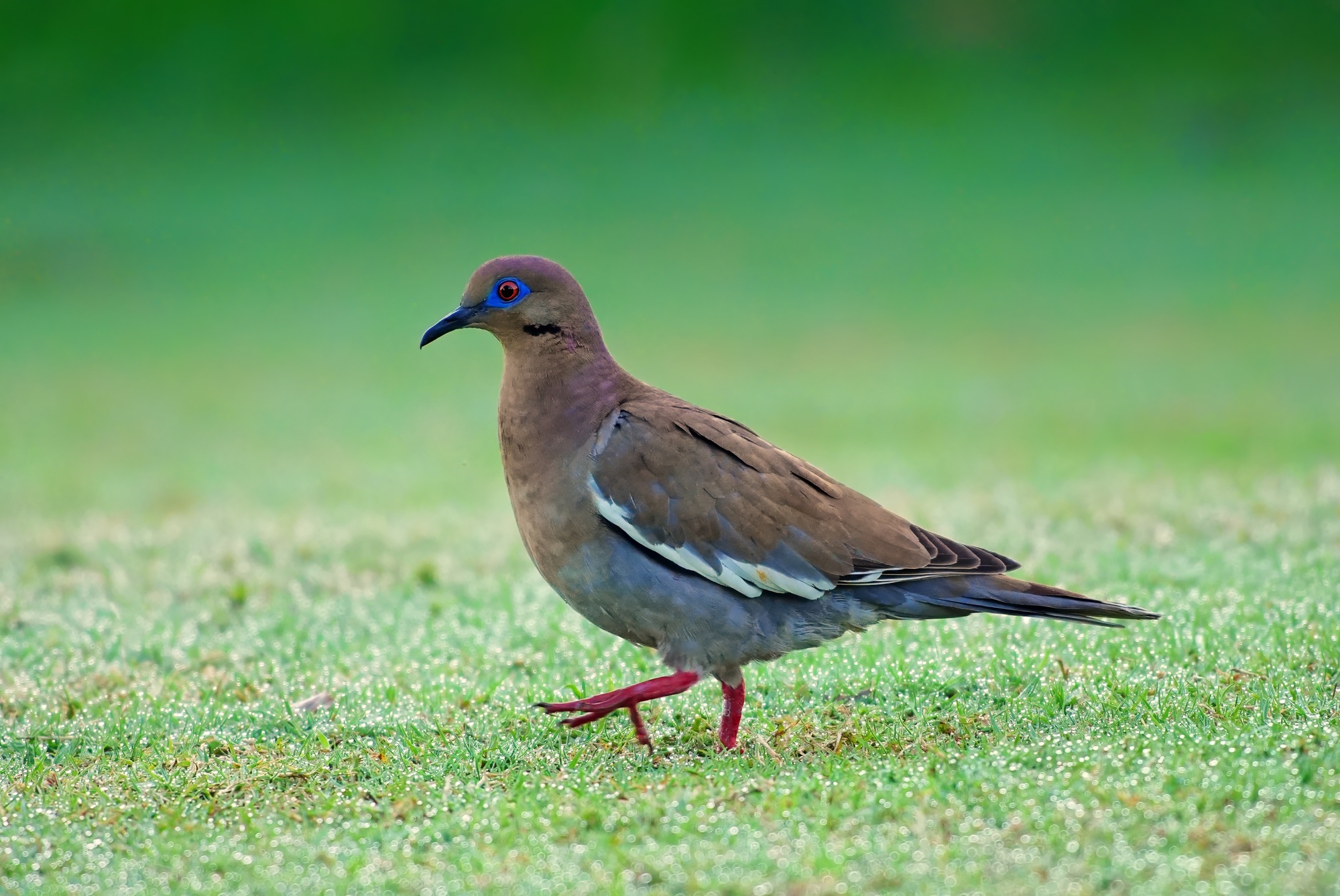Birds and wildlife of Belize photo tour