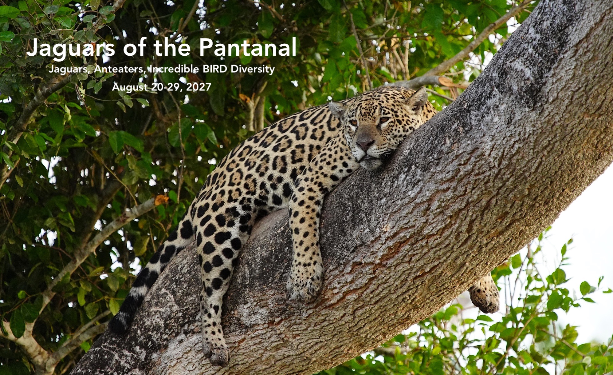 Jaguars of the Pantanal photo tour