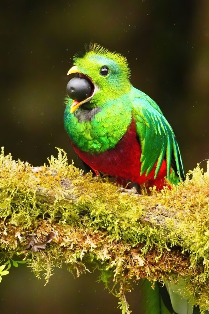 Costa Rica bird photography workshop