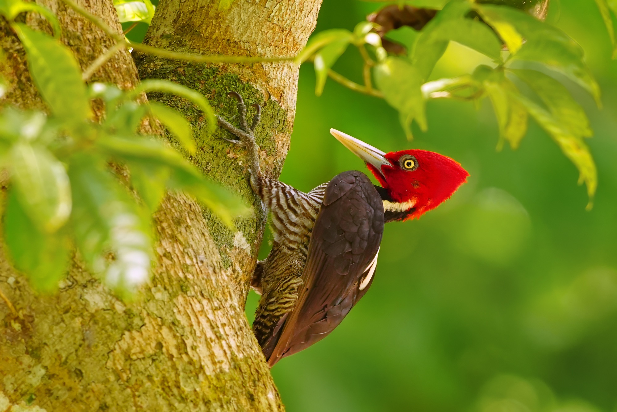 birds of belize photography tour