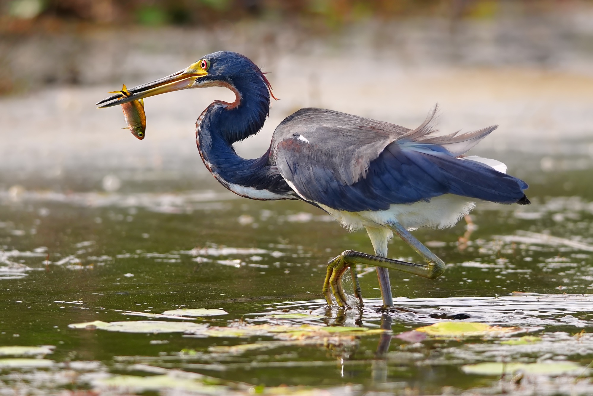 Birds and wildlife of Belize photo tour