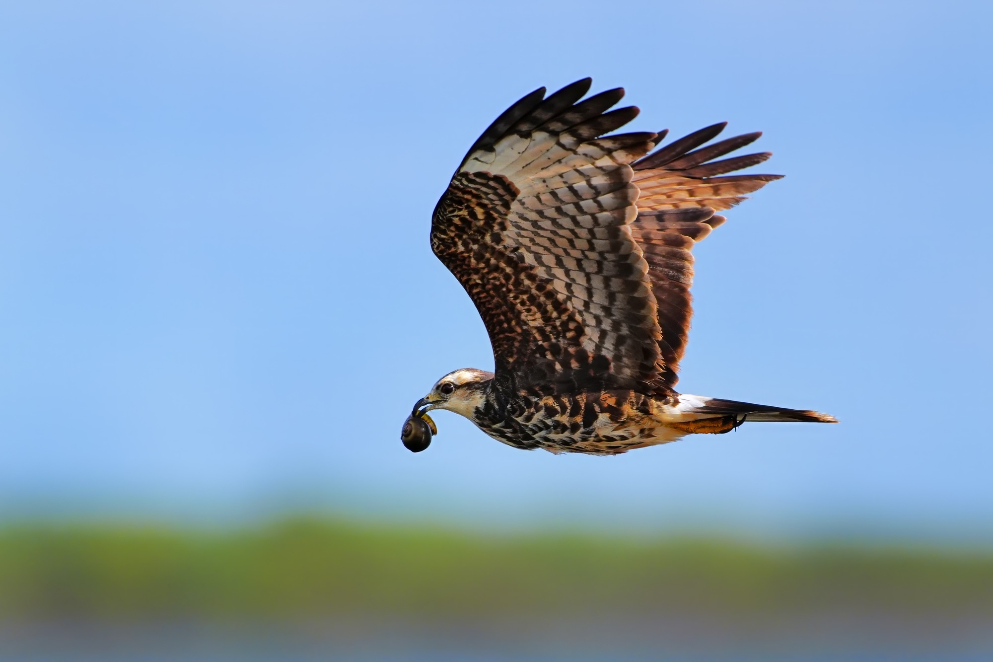Birds and wildlife of Belize photo tour