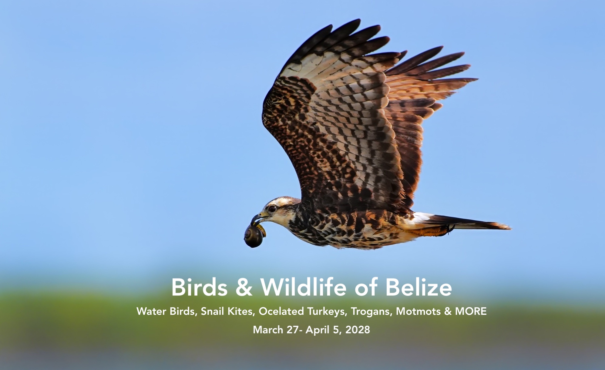 Belize bird photo workshop