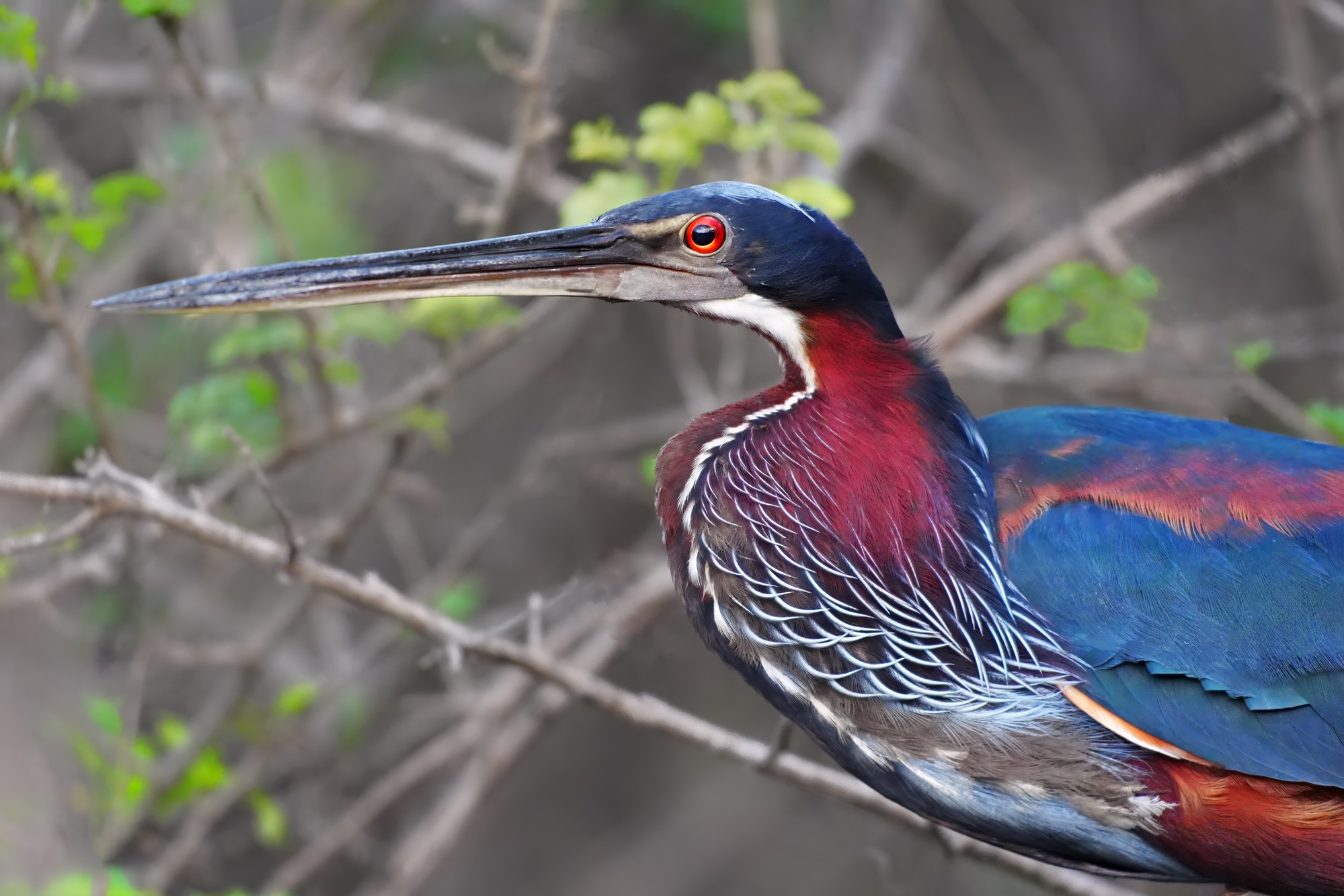 Birds and wildlife of Belize photo tour