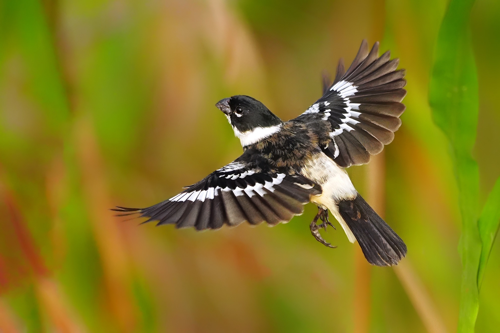 birds of belize photography tour