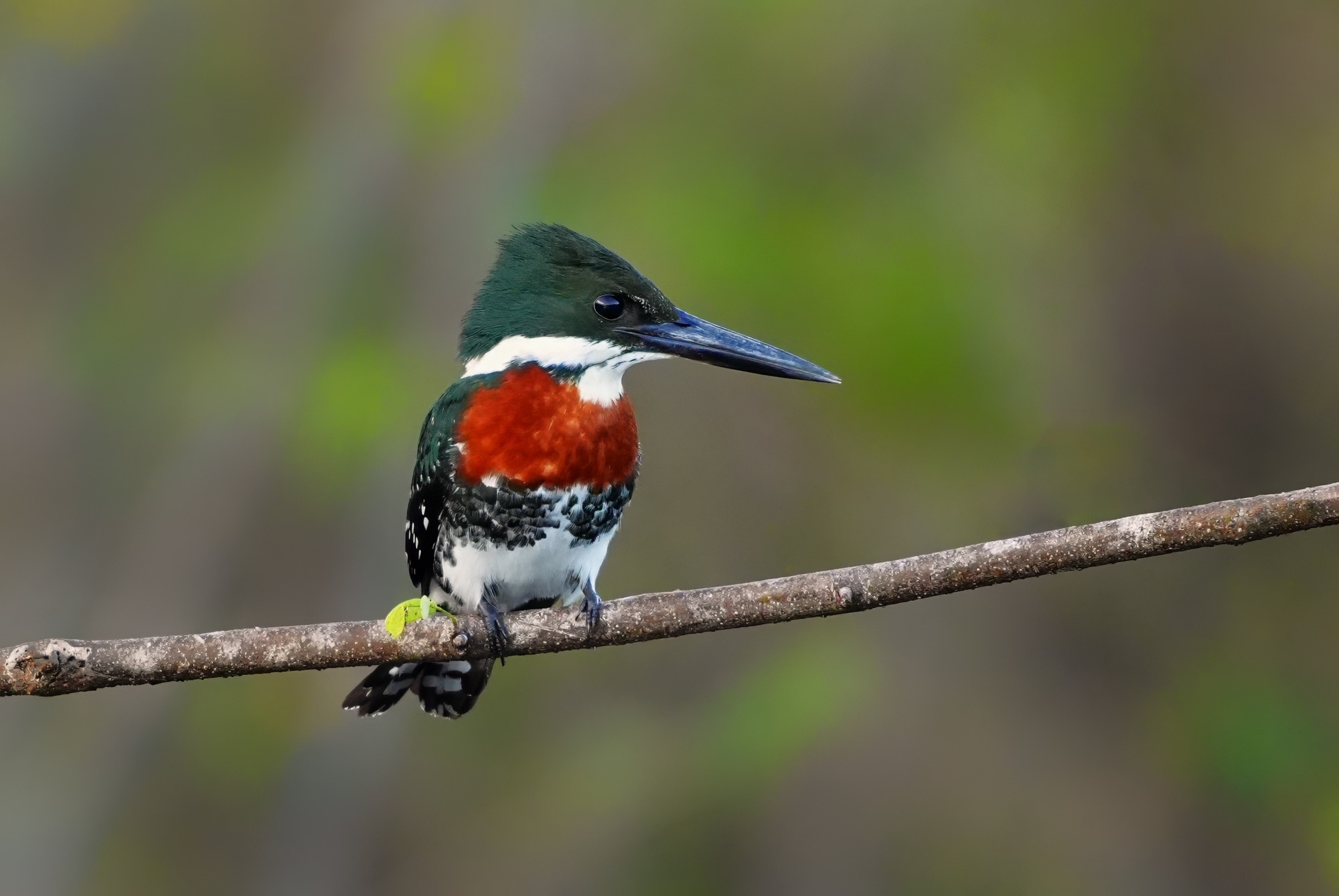 Birds and wildlife of Belize photo tour