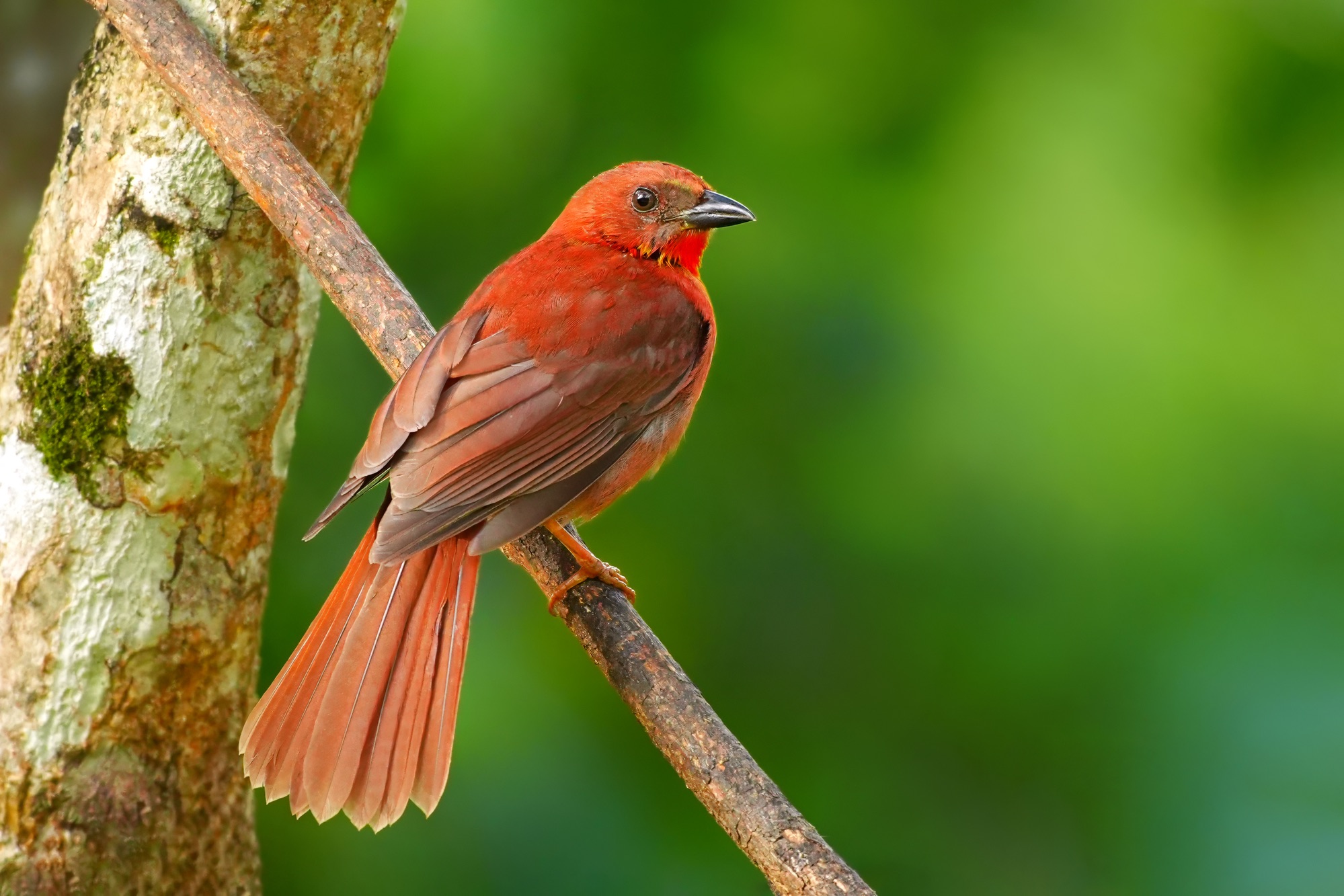 Birds and wildlife of Belize photo tour