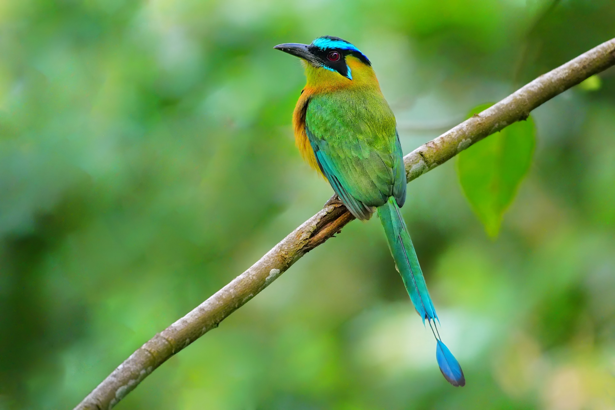 Birds and wildlife of Belize photo tour