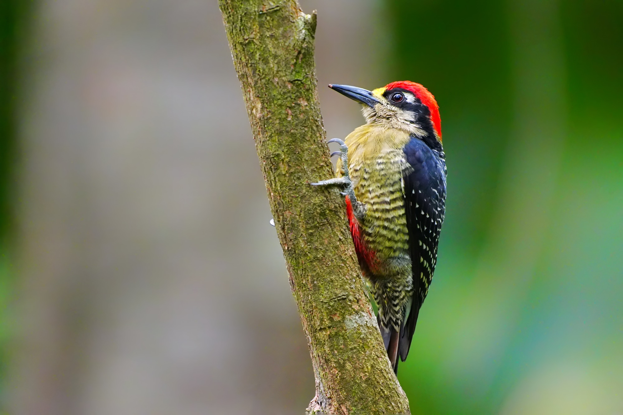 Birds and wildlife of Belize photo tour