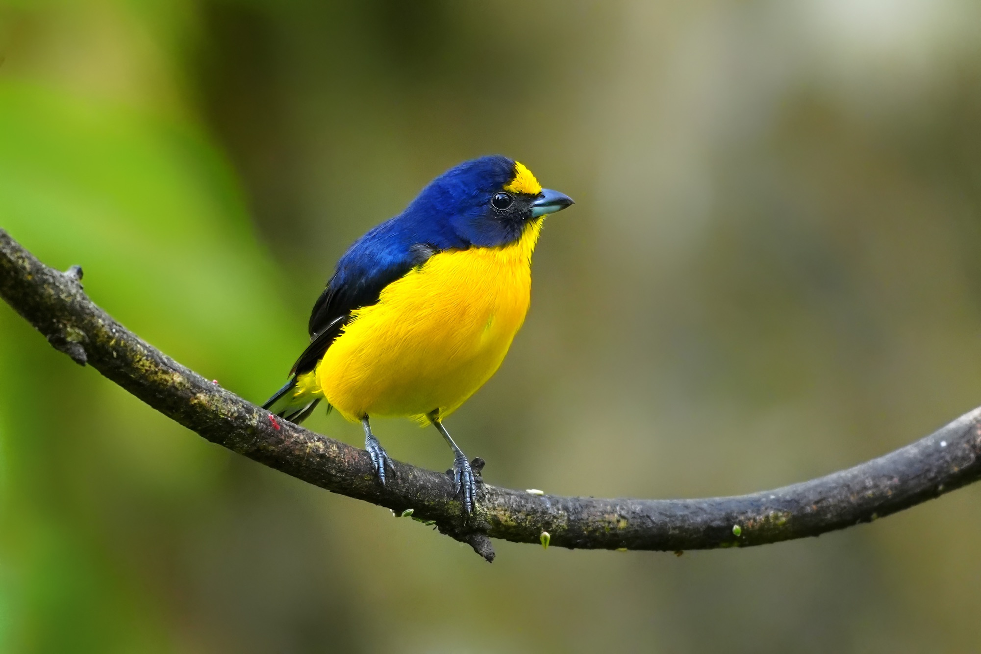 Birds and wildlife of Belize photo tour