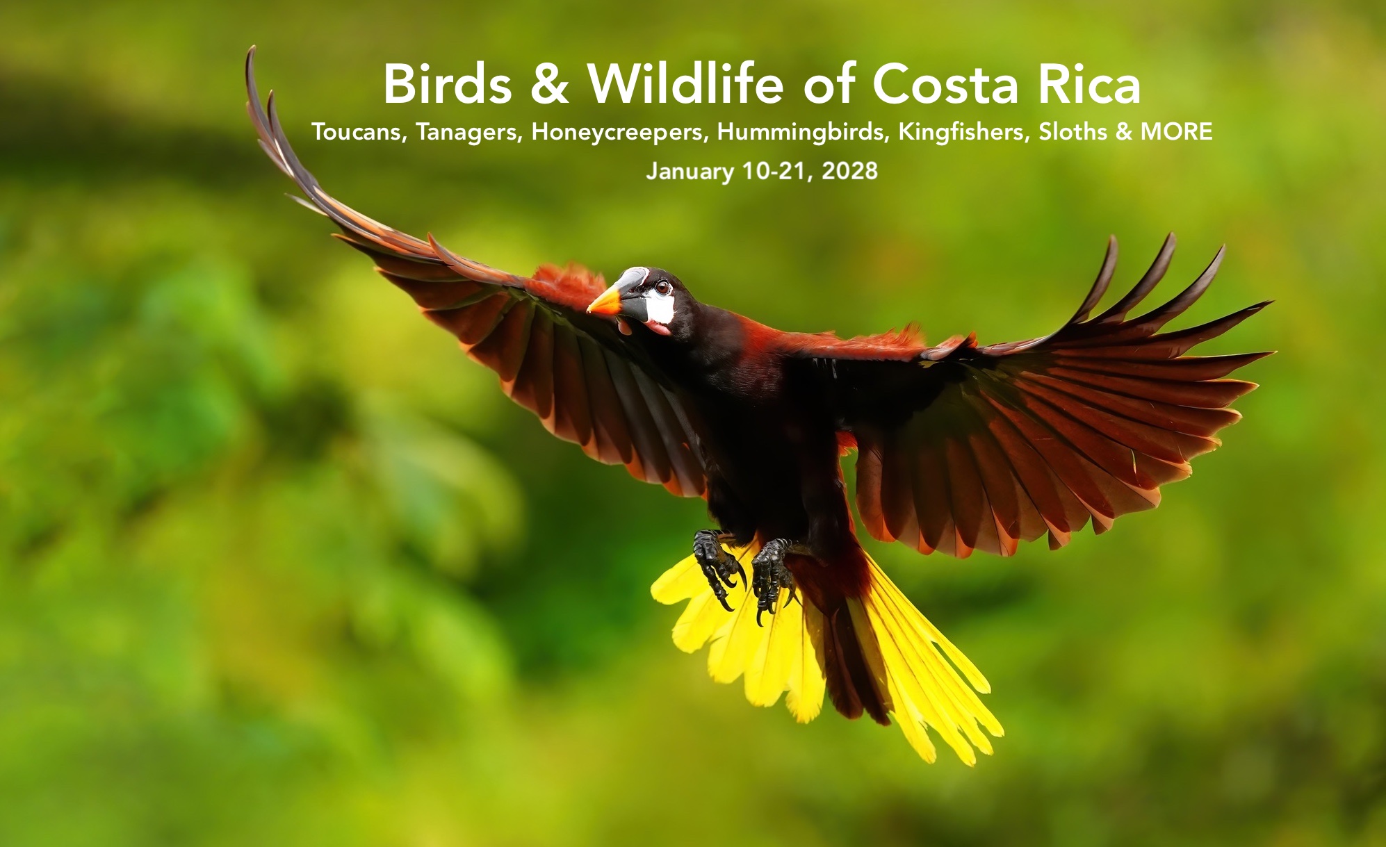 Costa Rica wildlife photo tour