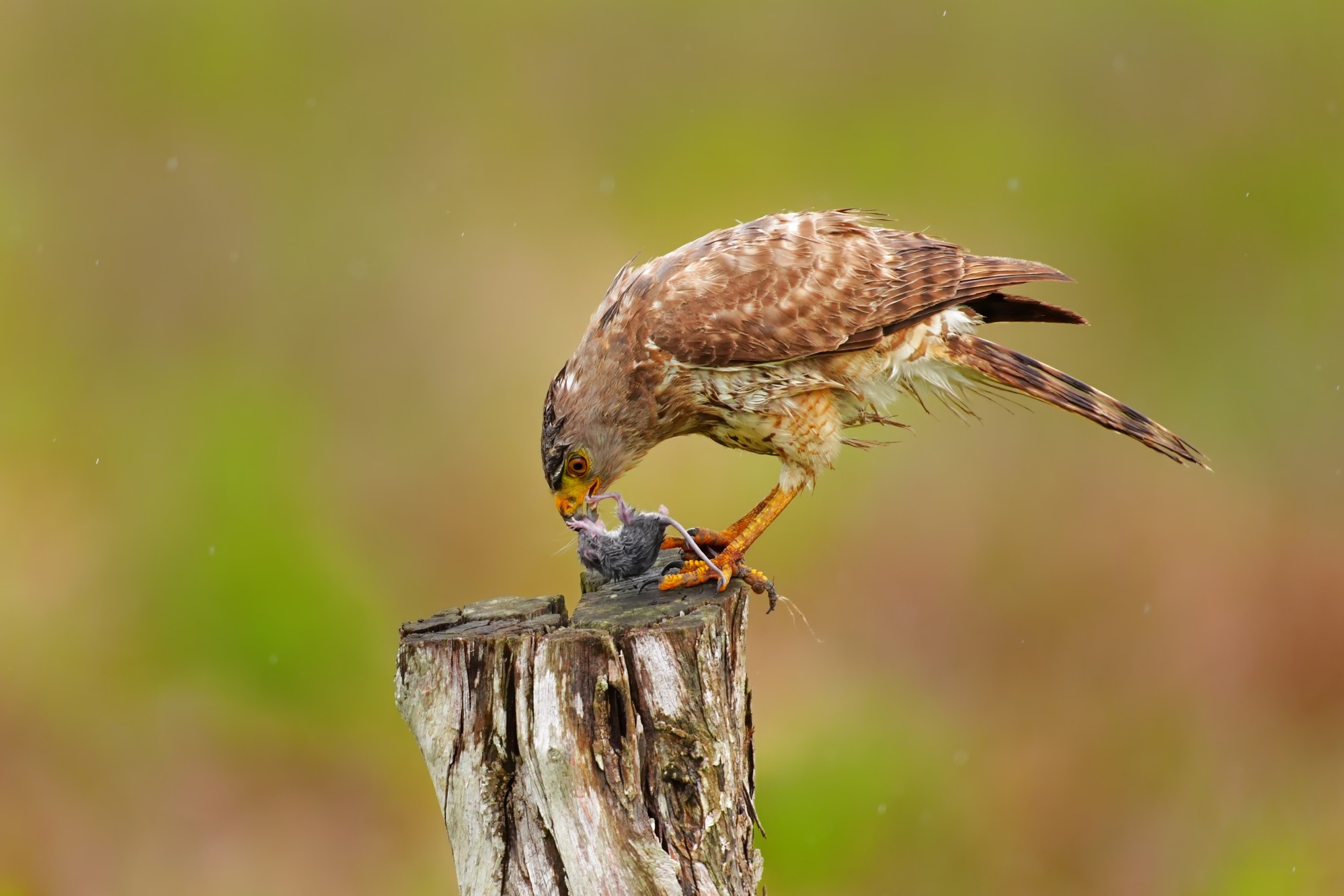 Birds and wildlife of Belize photo tour