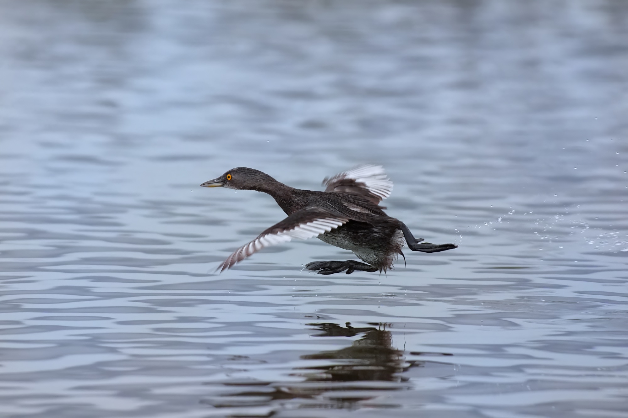 birds of belize photography tour