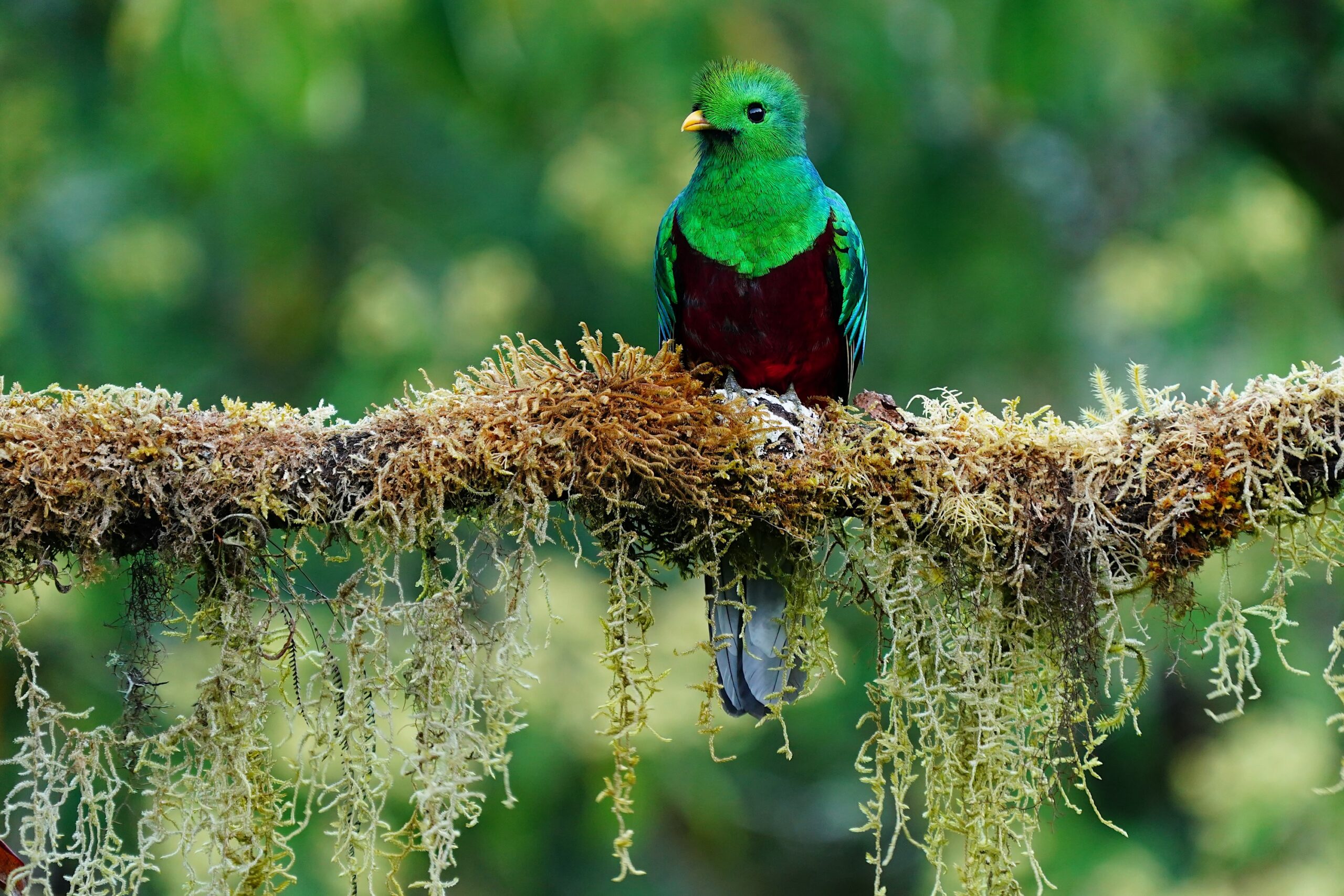 nesting quetzals of costa rica photo tour
