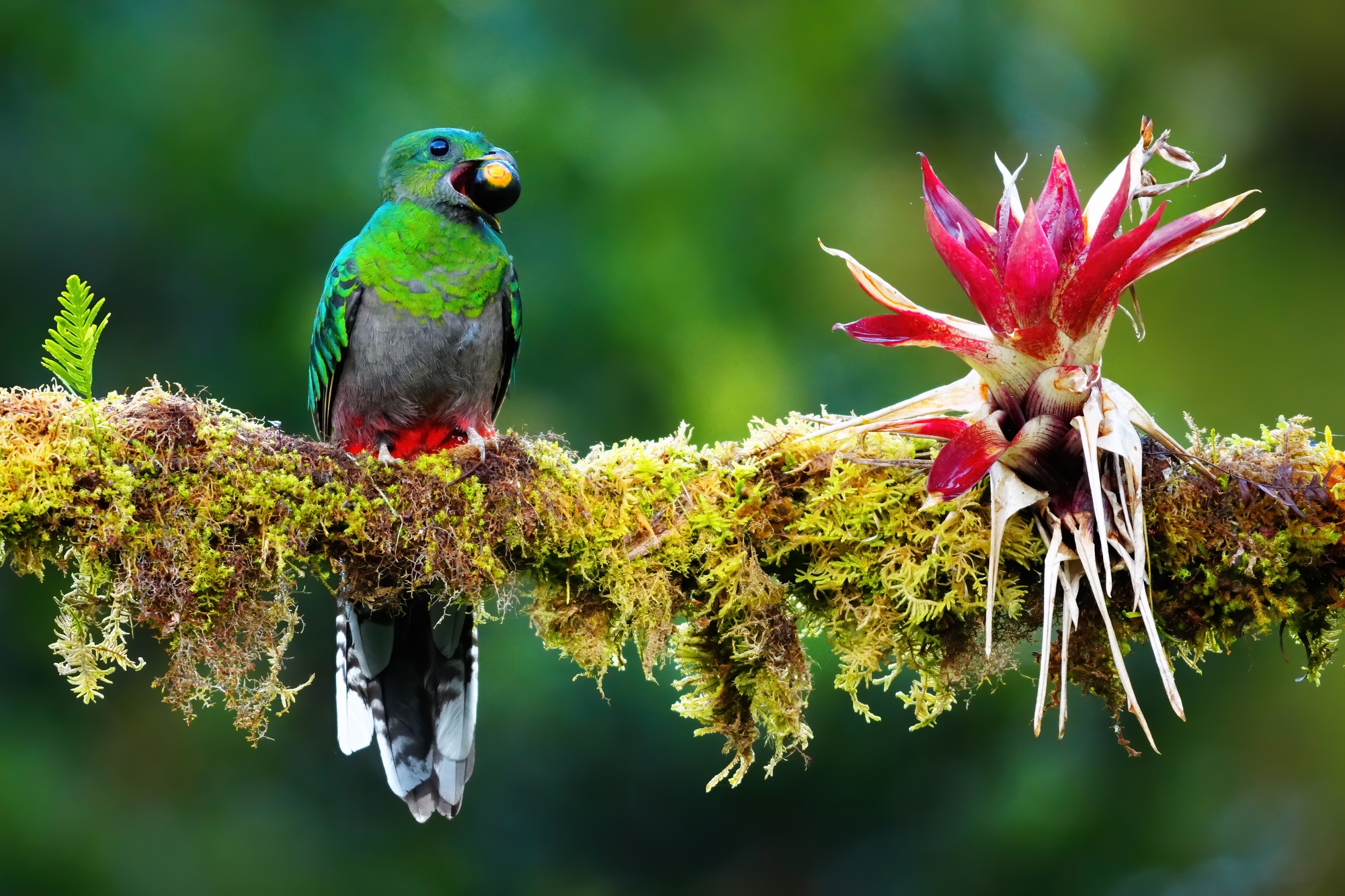 nesting quetzals of costa rica photo tour