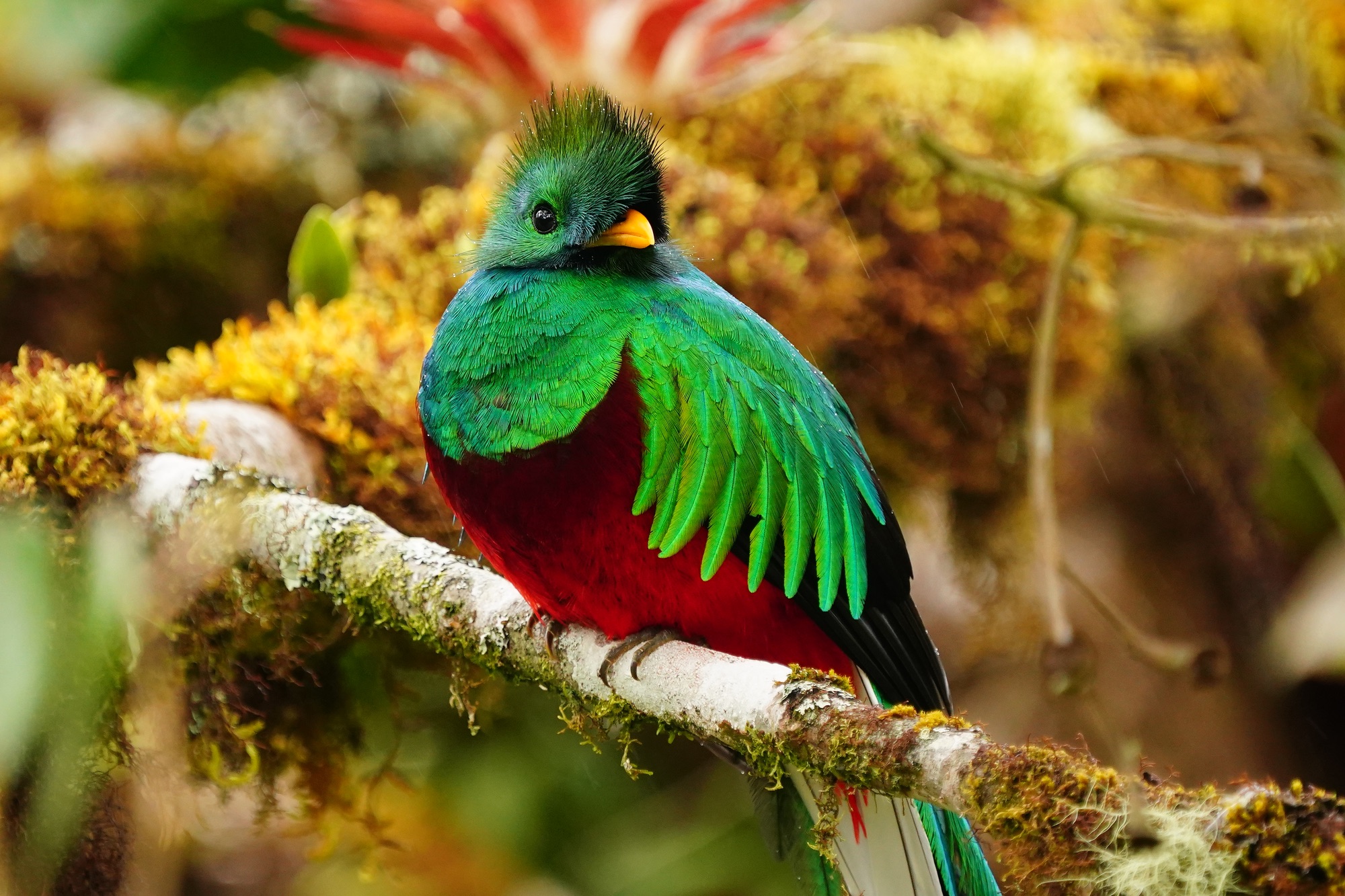 nesting quetzals of costa rica photo tour