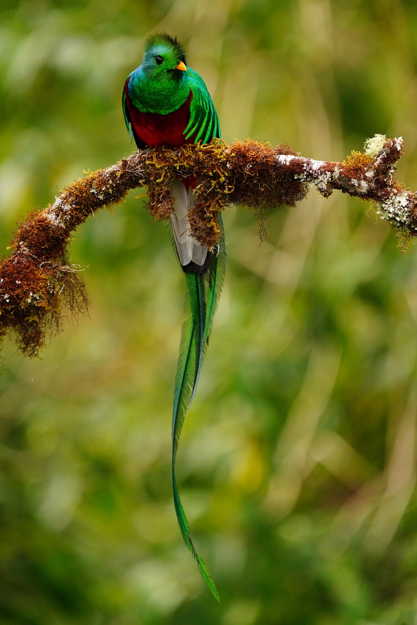 nesting quetzals of costa rica photo tour
