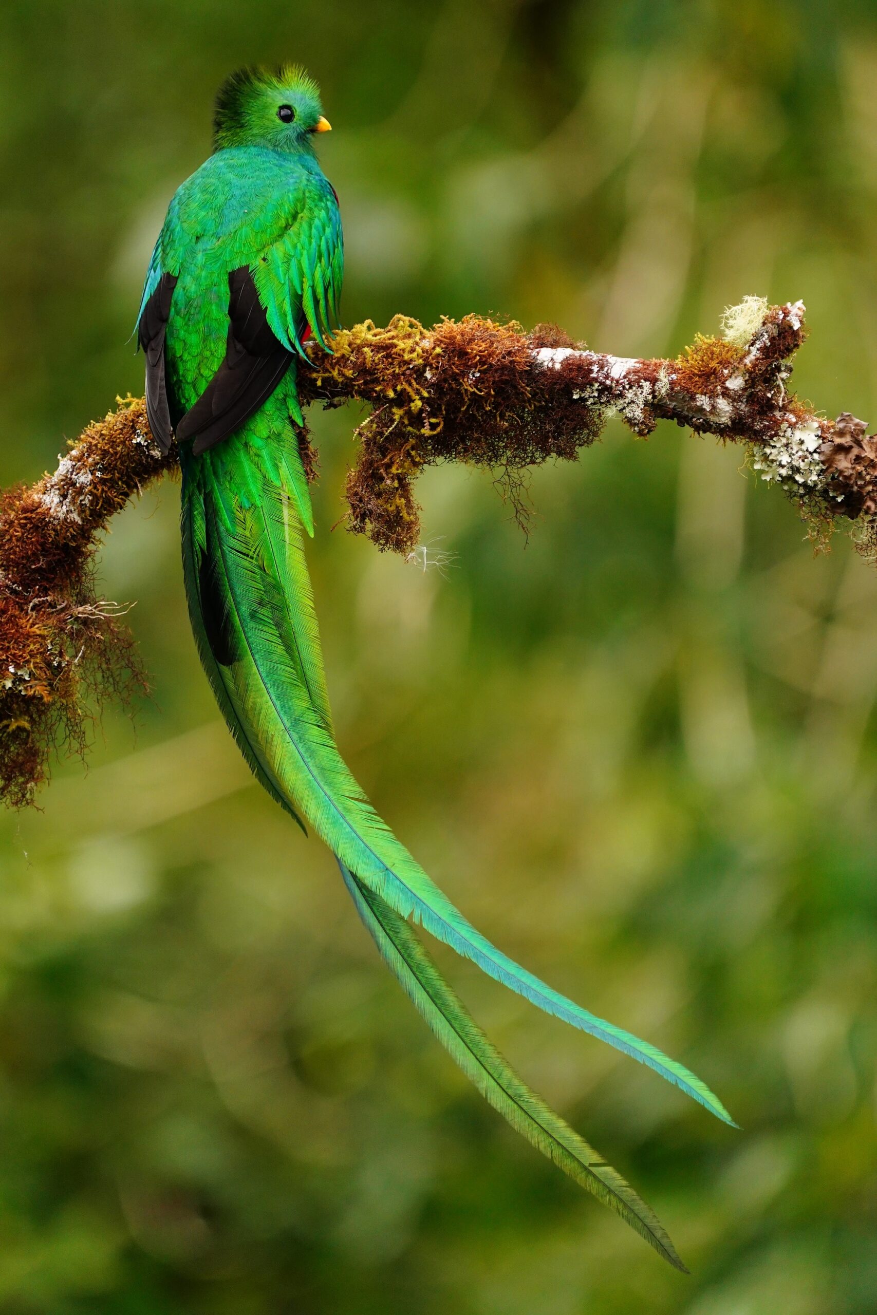 nesting quetzals of costa rica photo tour