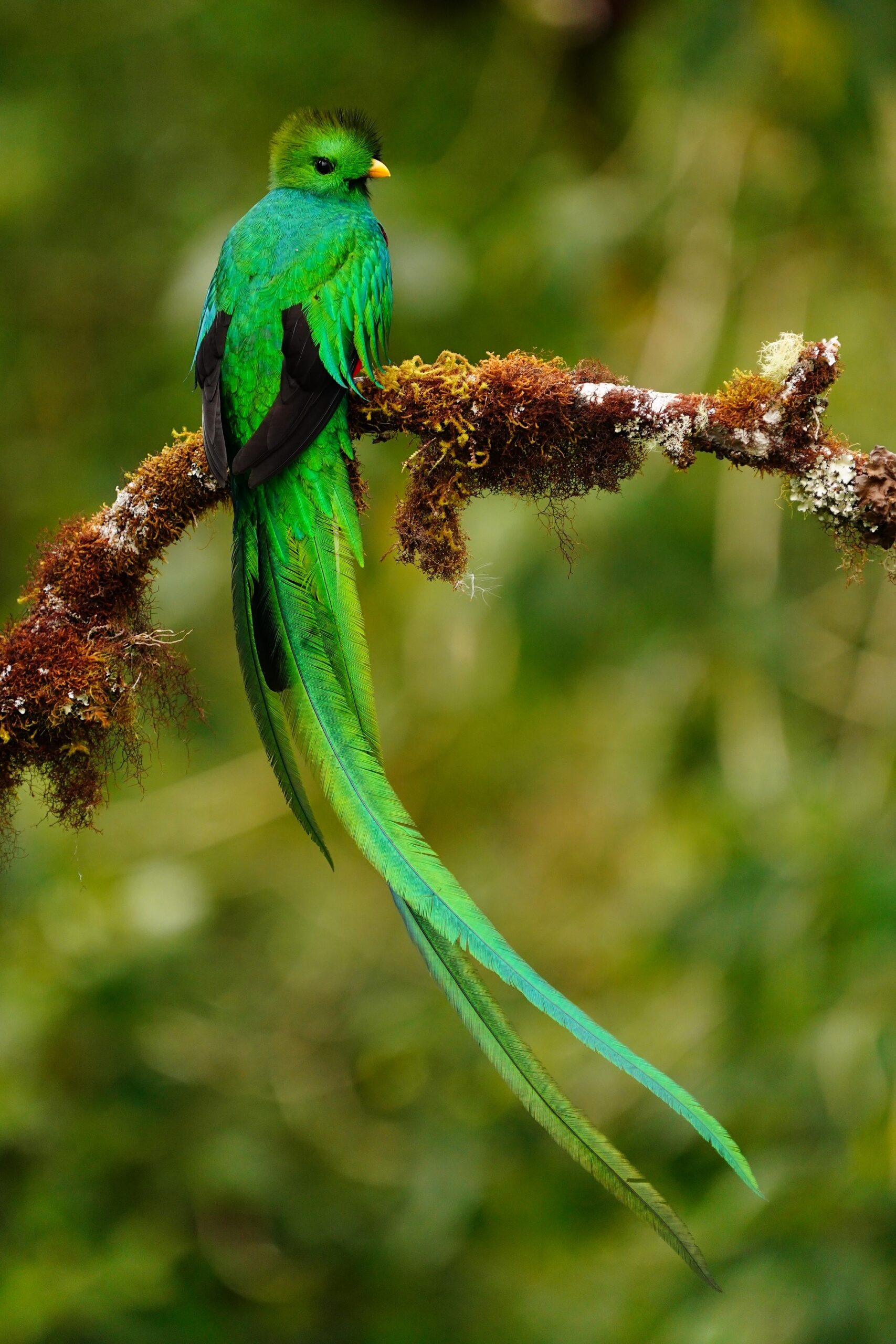 nesting quetzals of costa rica photo tour