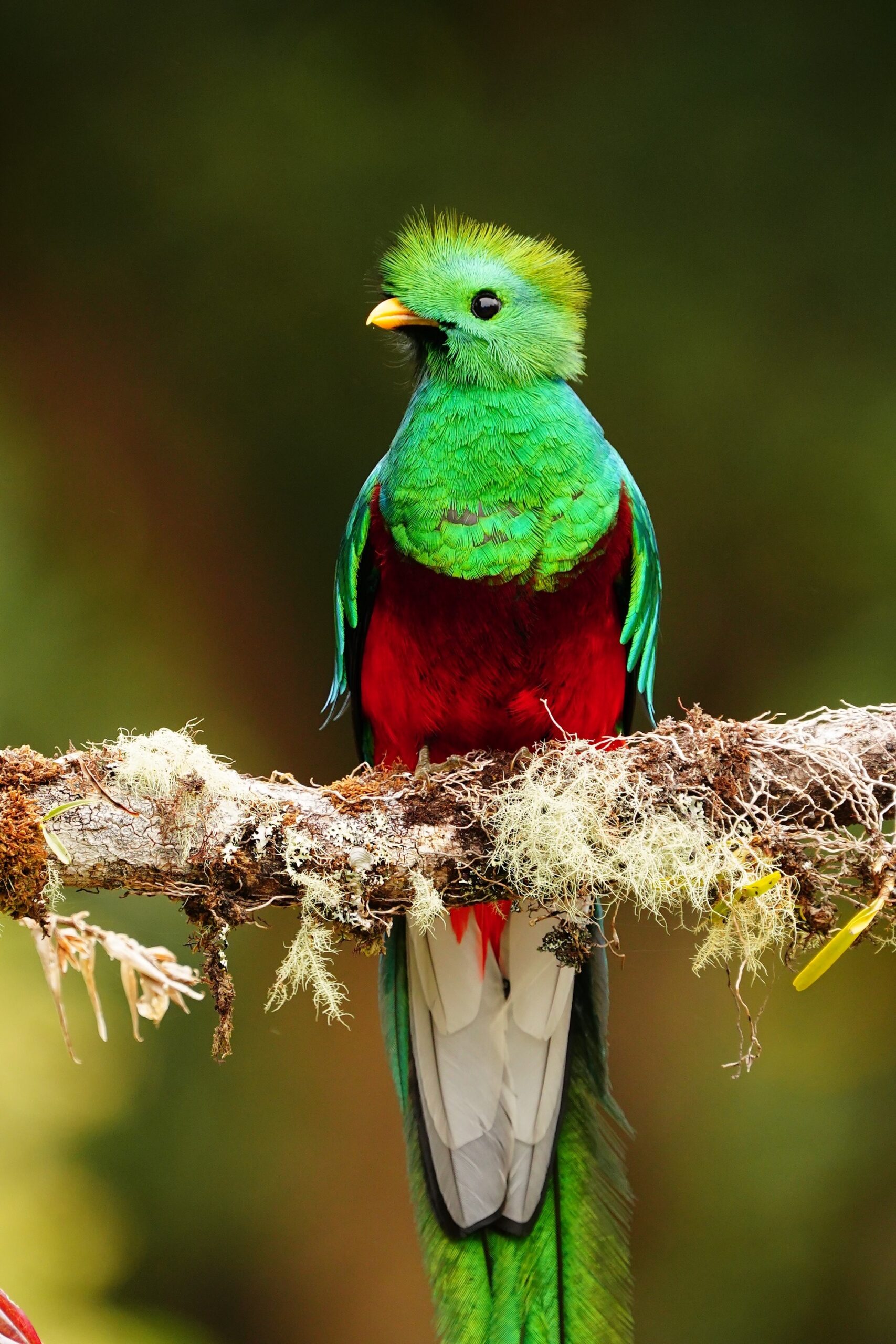 nesting quetzals of costa rica photo tour