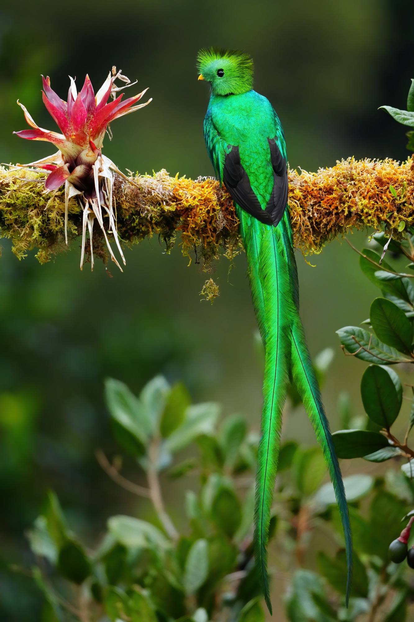 nesting quetzals of costa rica photo tour