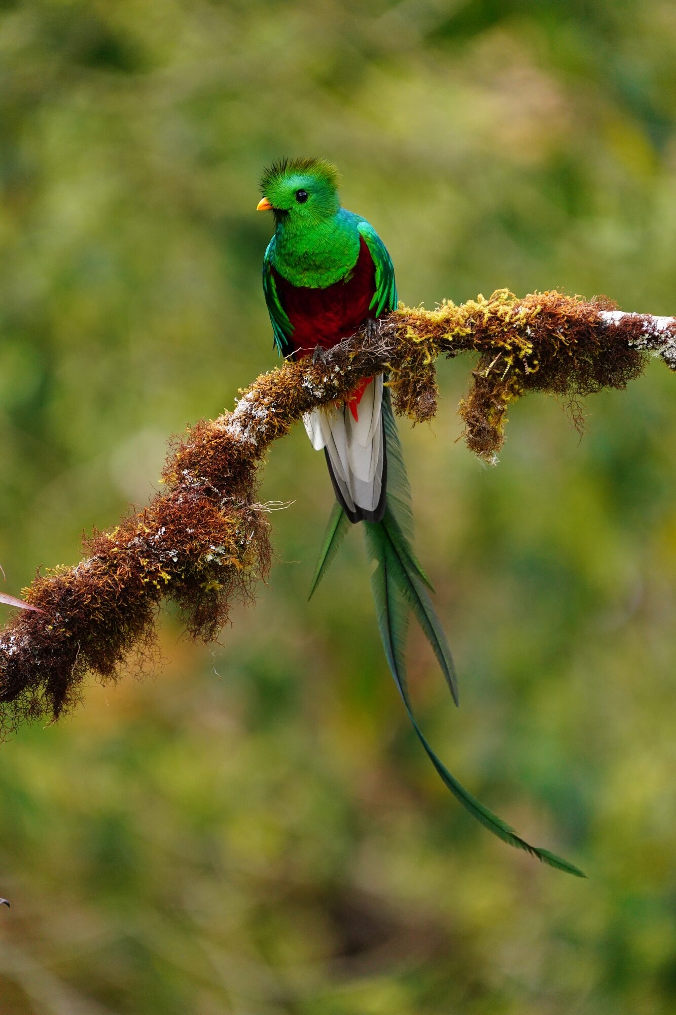 nesting quetzals of costa rica photo tour