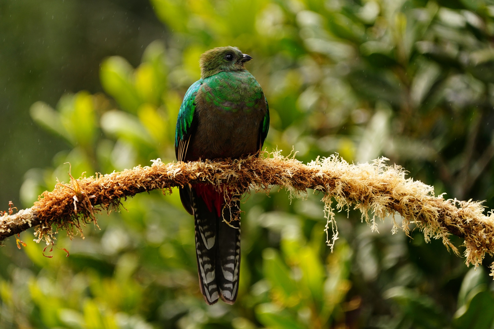 nesting quetzals of costa rica photo tour