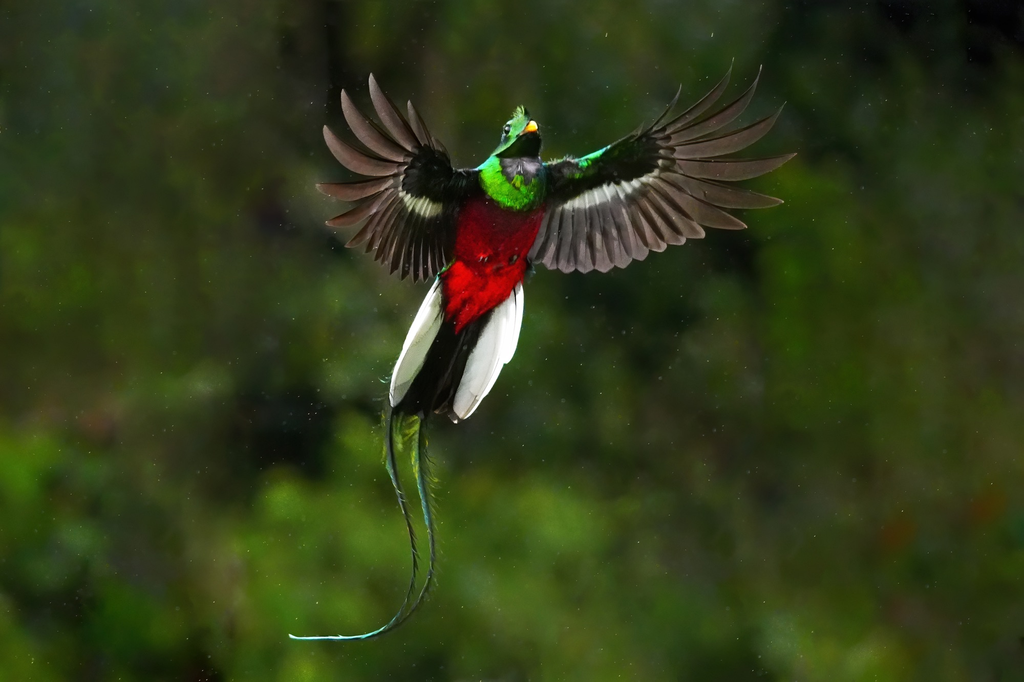 nesting quetzals of costa rica photo tour