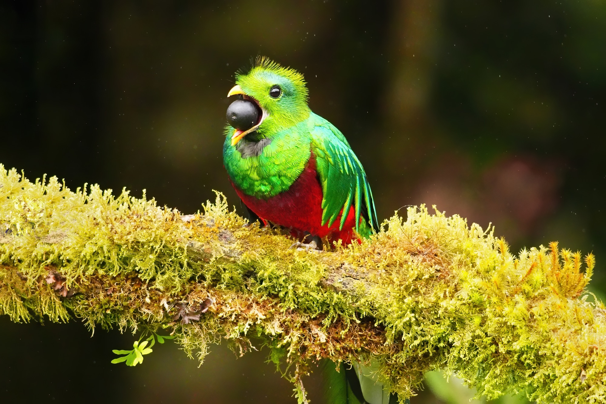nesting quetzals of costa rica photo tour