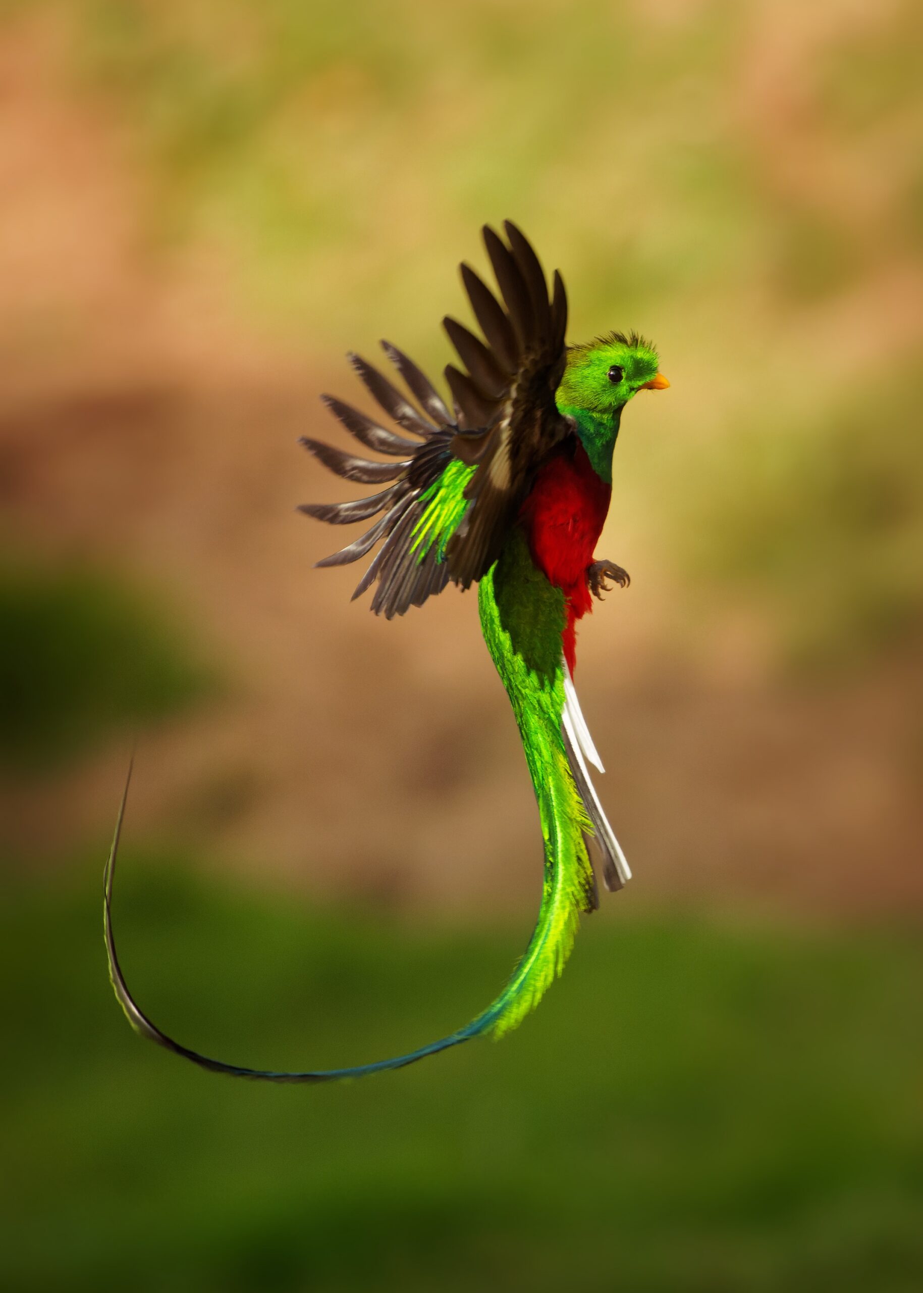 nesting quetzals of costa rica photo tour