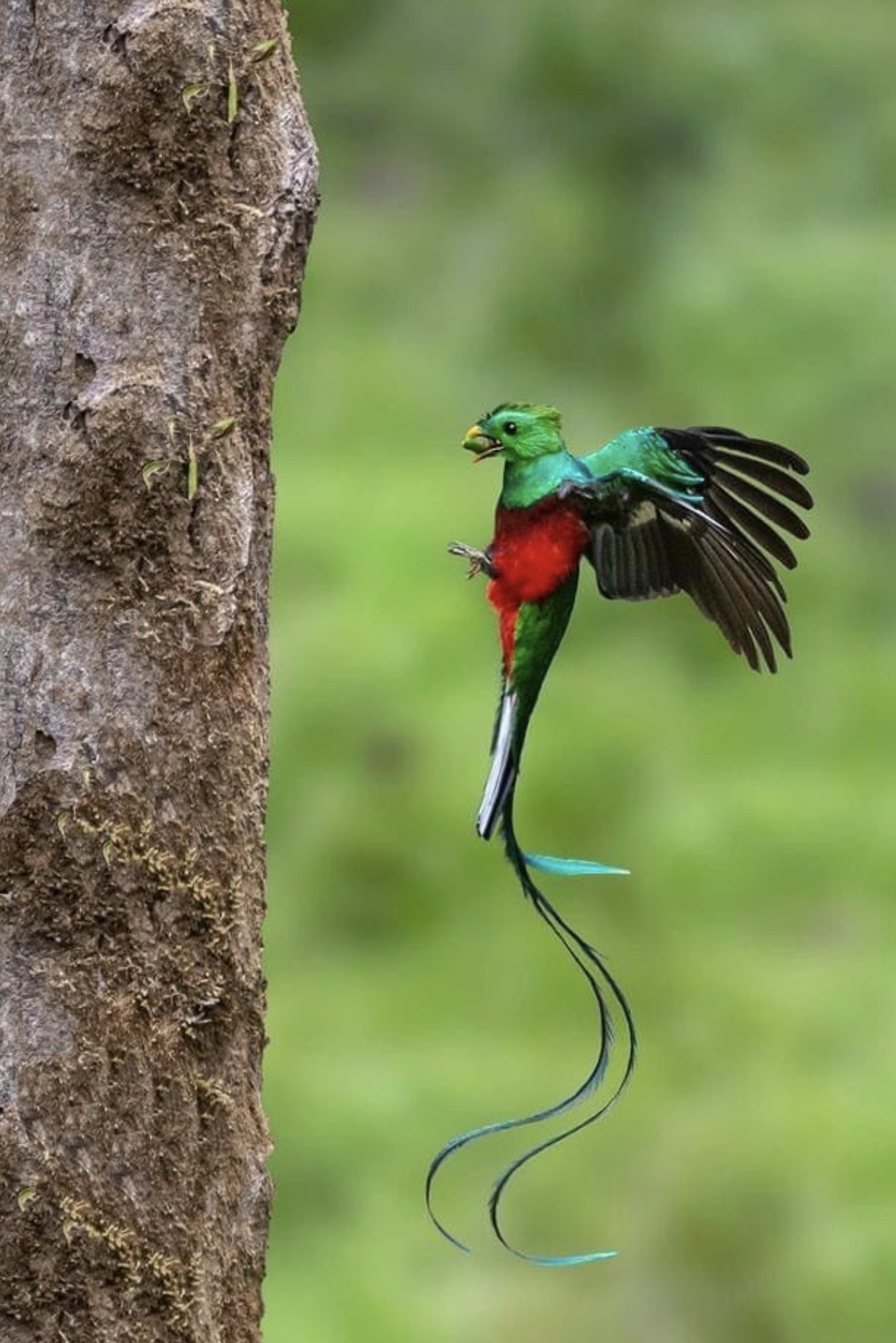 nesting quetzals of costa rica photo tour