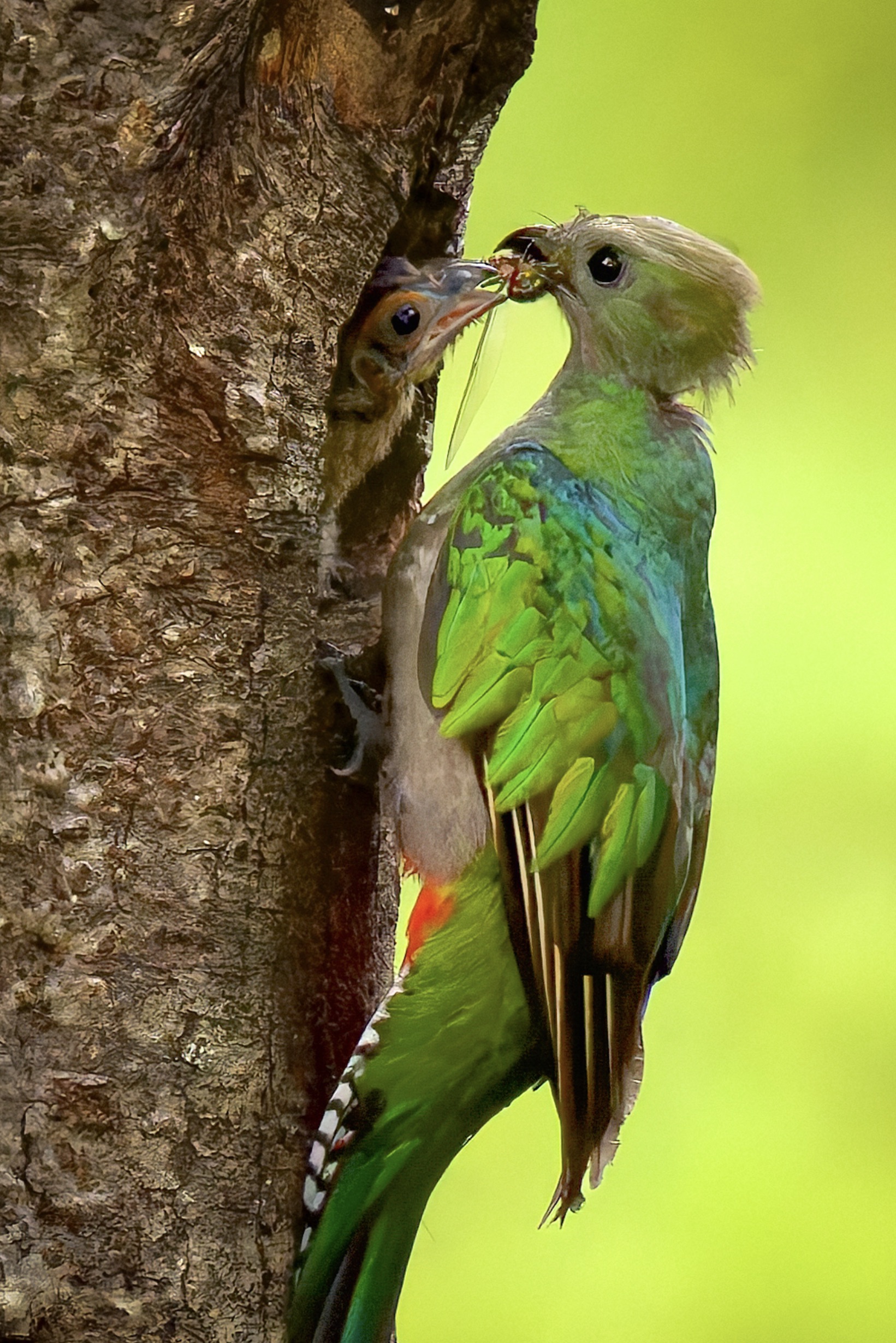 nesting quetzals of costa rica photo tour