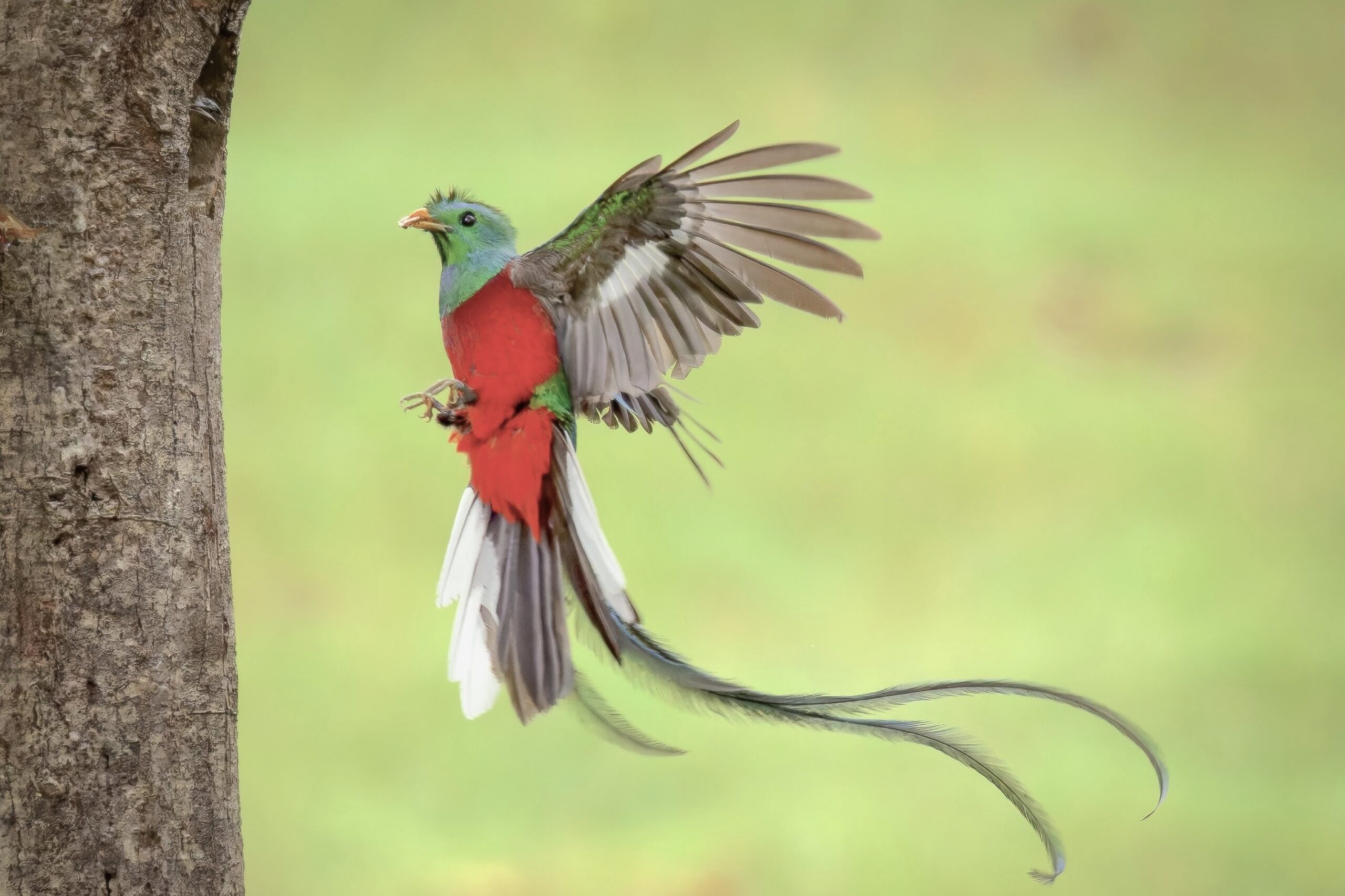 nesting quetzals of costa rica photo tour