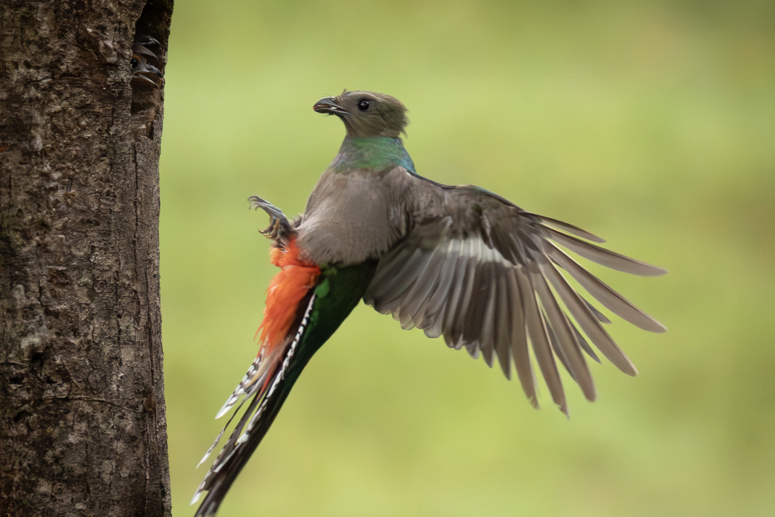 nesting quetzals of costa rica photo tour