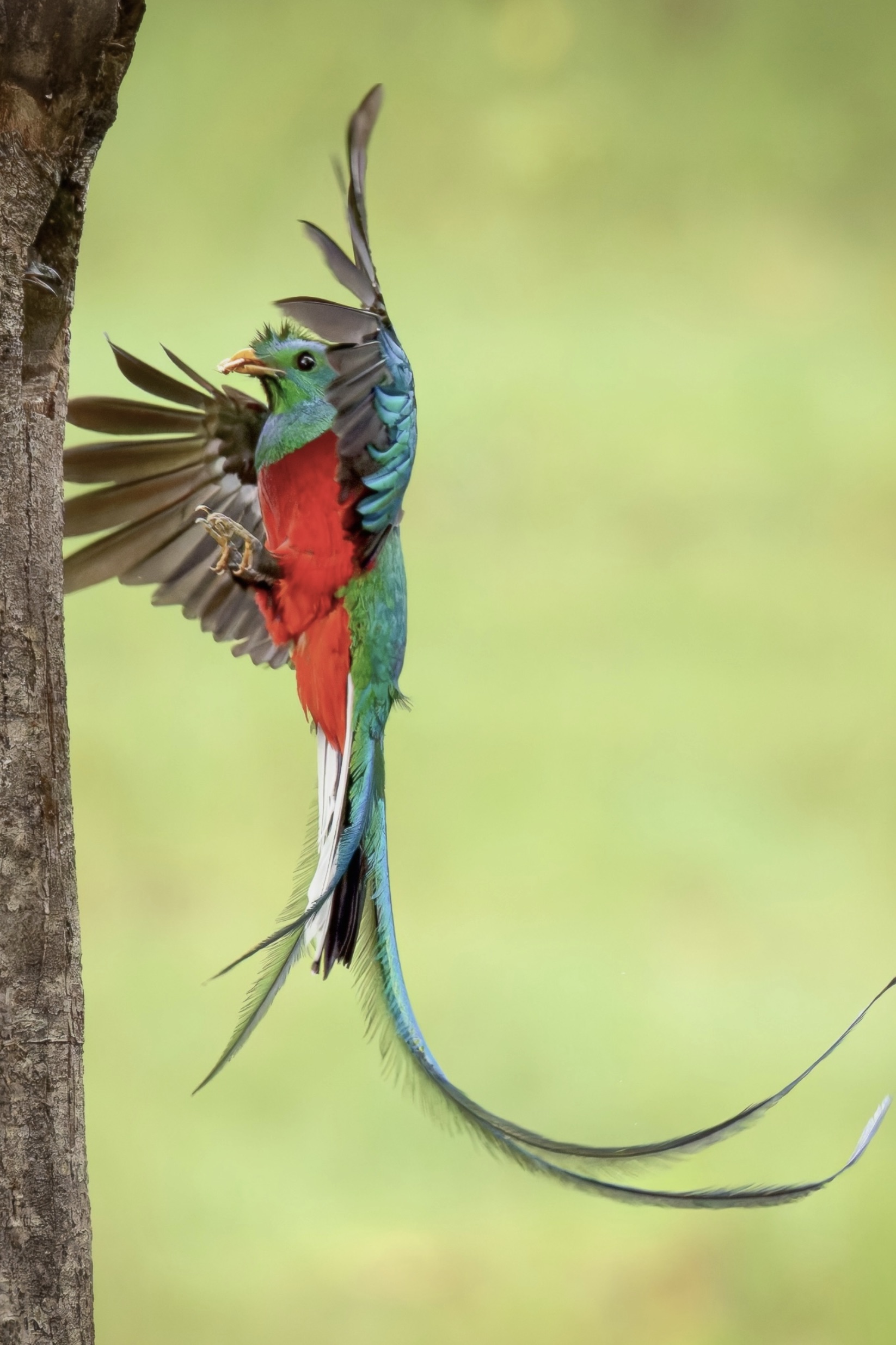 nesting quetzals of costa rica photo tour